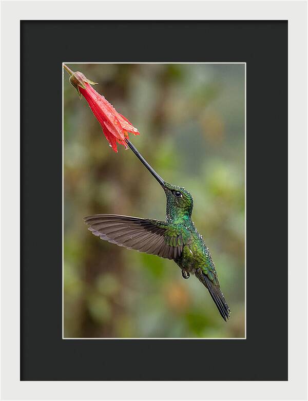 Swordbilled Hummingbird In Action