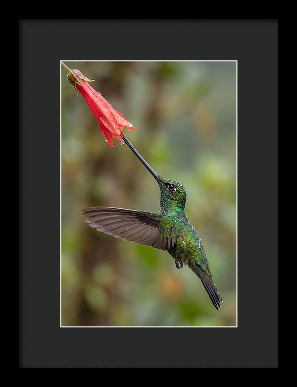 Swordbilled Hummingbird In Action