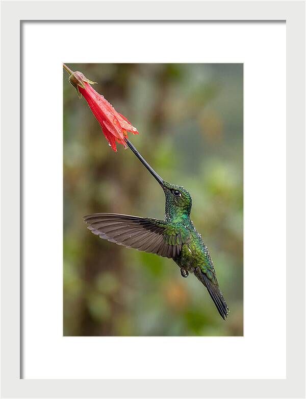 Swordbilled Hummingbird In Action