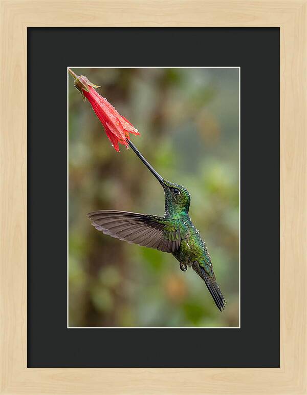 Swordbilled Hummingbird In Action