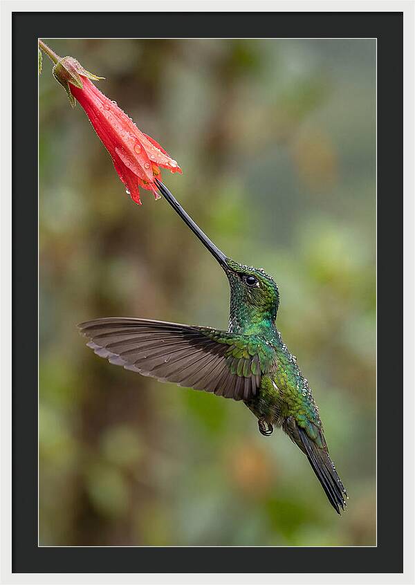 Swordbilled Hummingbird In Action