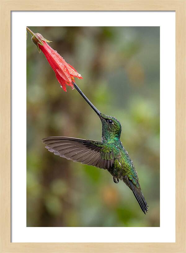 Swordbilled Hummingbird In Action
