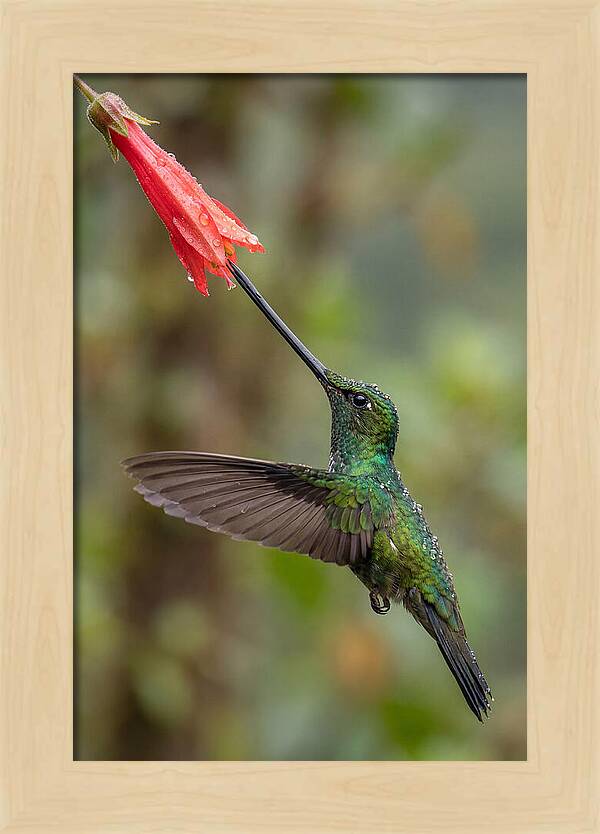 Swordbilled Hummingbird In Action