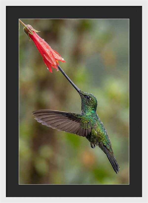 Swordbilled Hummingbird In Action