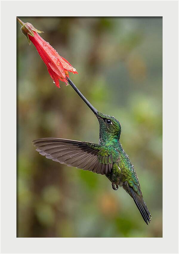 Swordbilled Hummingbird In Action