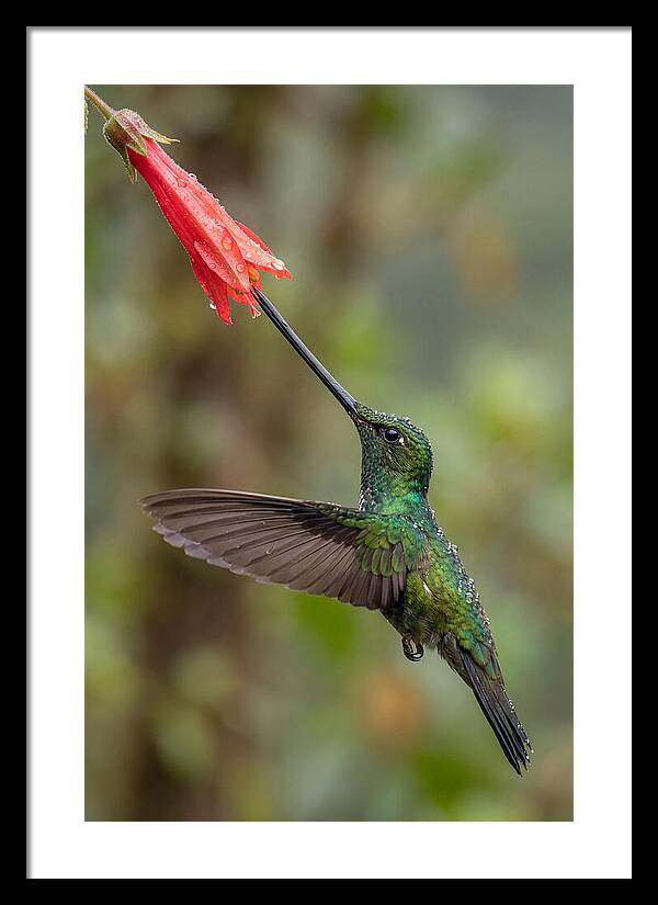 Swordbilled Hummingbird In Action