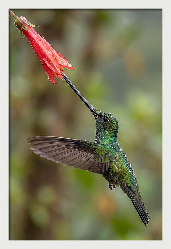Swordbilled Hummingbird In Action