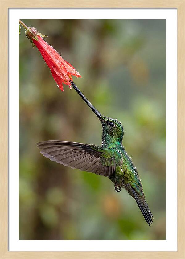Swordbilled Hummingbird In Action