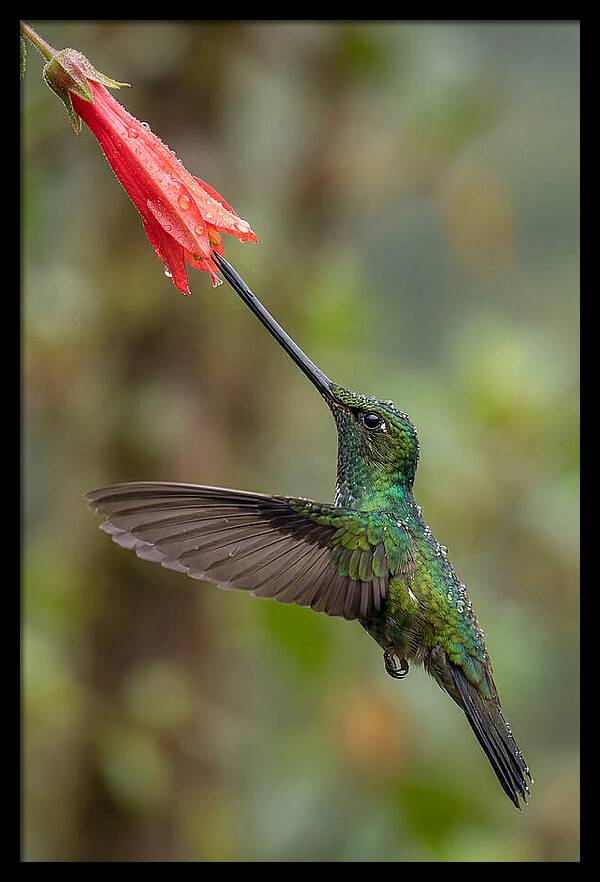 Swordbilled Hummingbird In Action