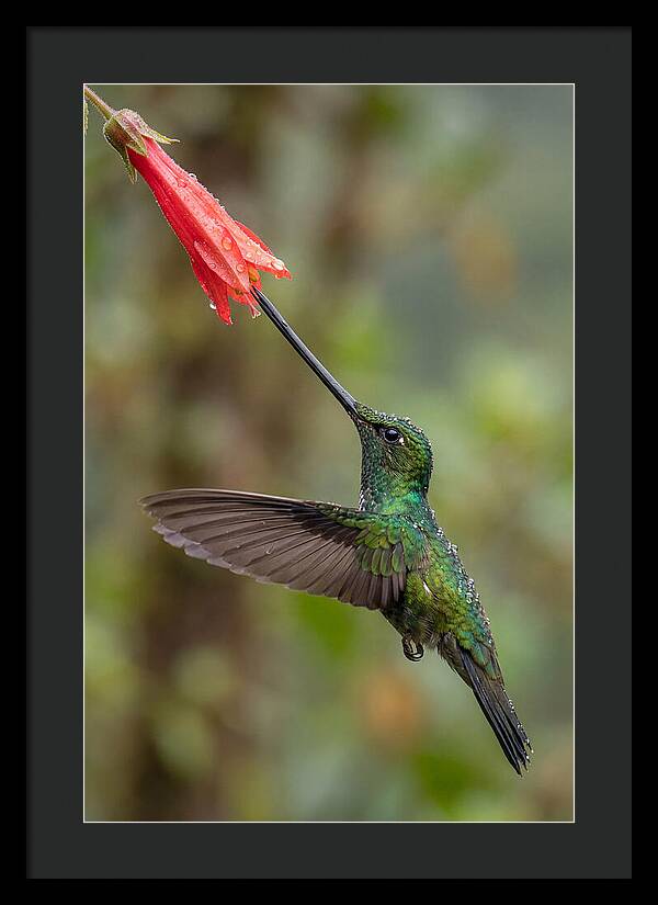 Swordbilled Hummingbird In Action
