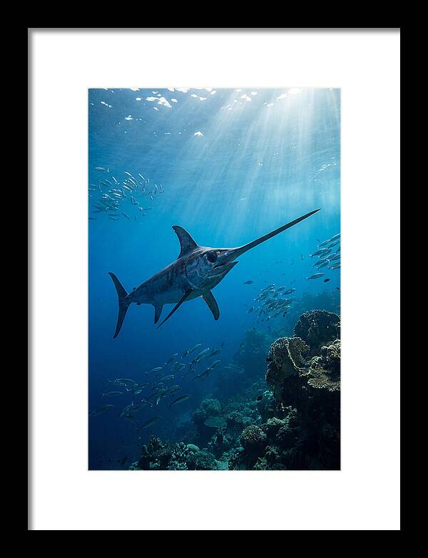 Swordfish Gliding Through Blue Waters
