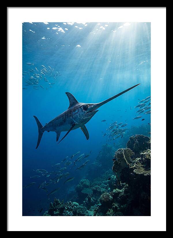 Swordfish Gliding Through Blue Waters