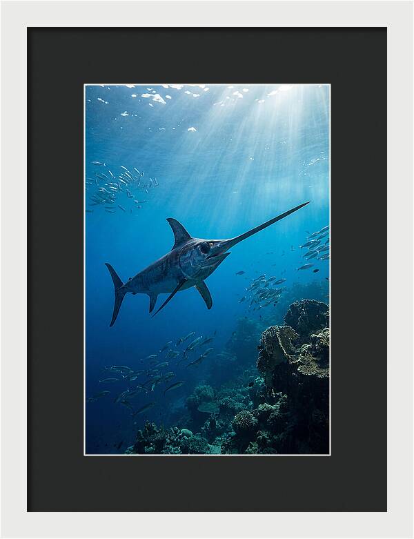 Swordfish Gliding Through Blue Waters
