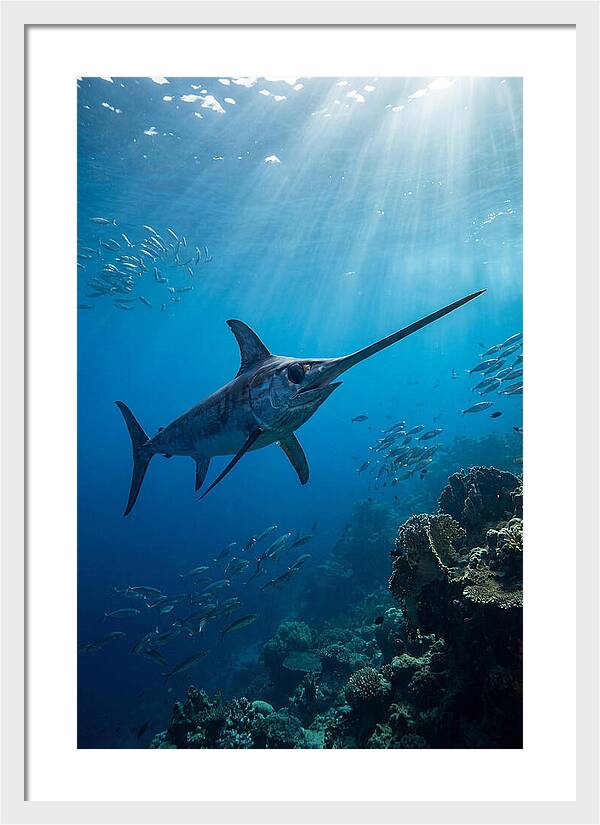 Swordfish Gliding Through Blue Waters