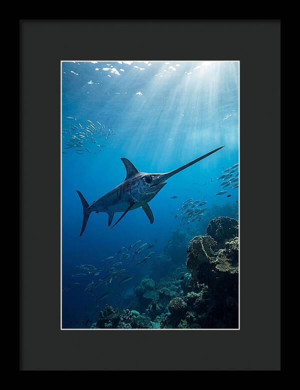 Swordfish Gliding Through Blue Waters