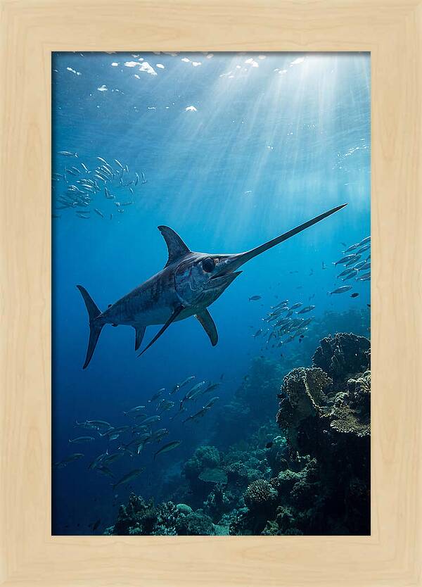 Swordfish Gliding Through Blue Waters
