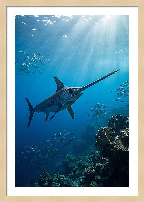 Swordfish Gliding Through Blue Waters