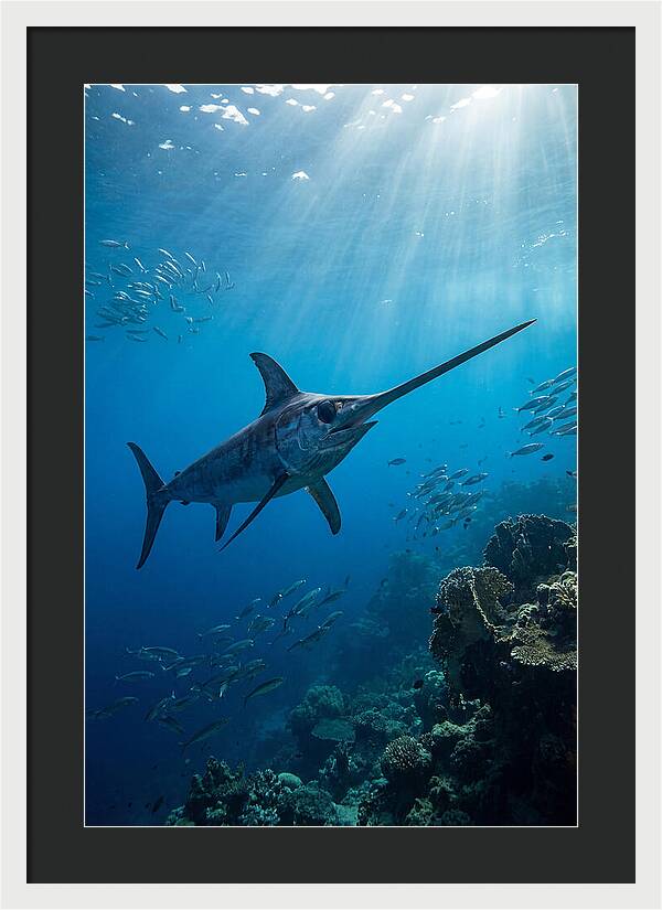 Swordfish Gliding Through Blue Waters