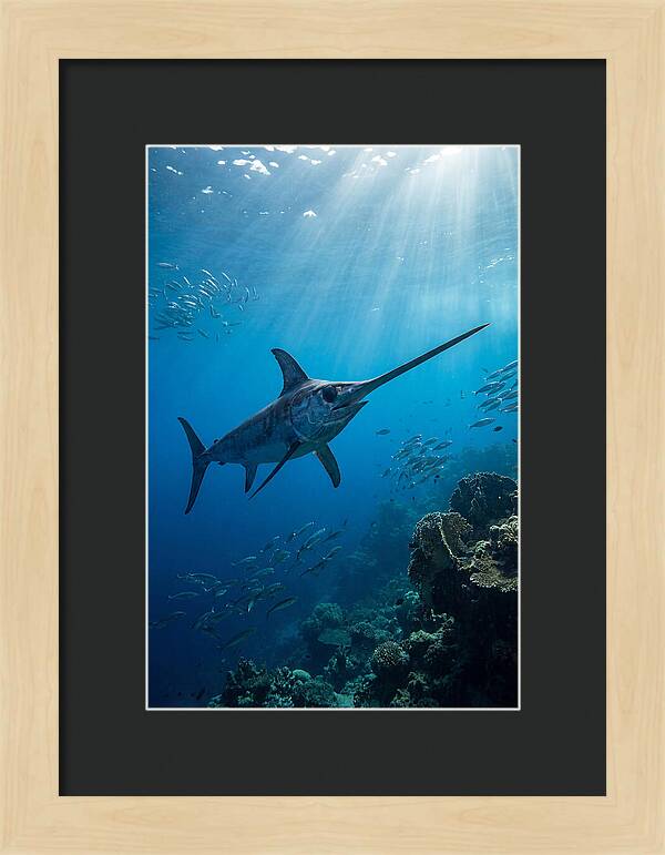 Swordfish Gliding Through Blue Waters