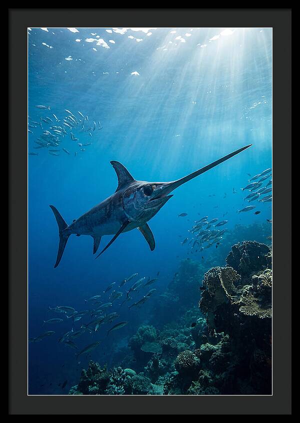 Swordfish Gliding Through Blue Waters