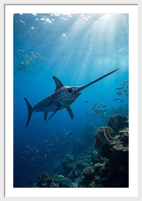 Swordfish Gliding Through Blue Waters