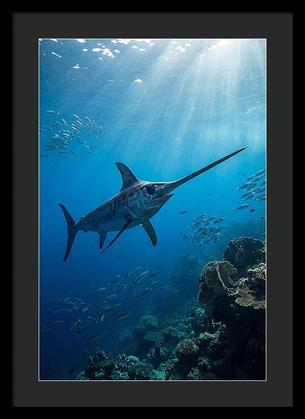 Swordfish Gliding Through Blue Waters