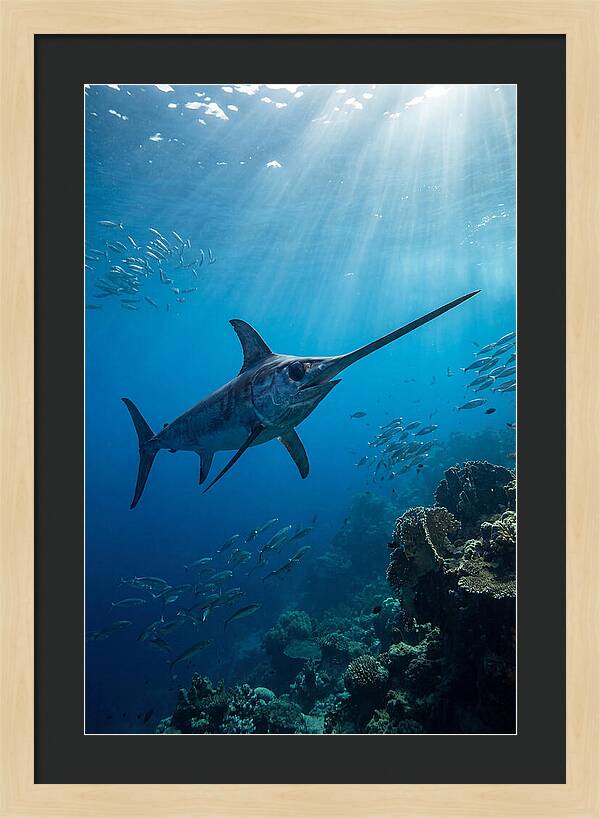 Swordfish Gliding Through Blue Waters