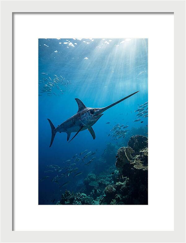 Swordfish Gliding Through Blue Waters