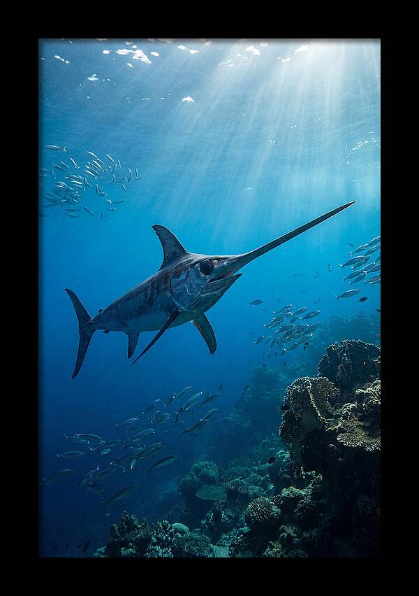Swordfish Gliding Through Blue Waters