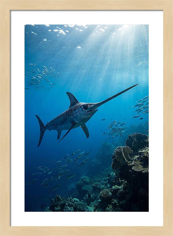 Swordfish Gliding Through Blue Waters