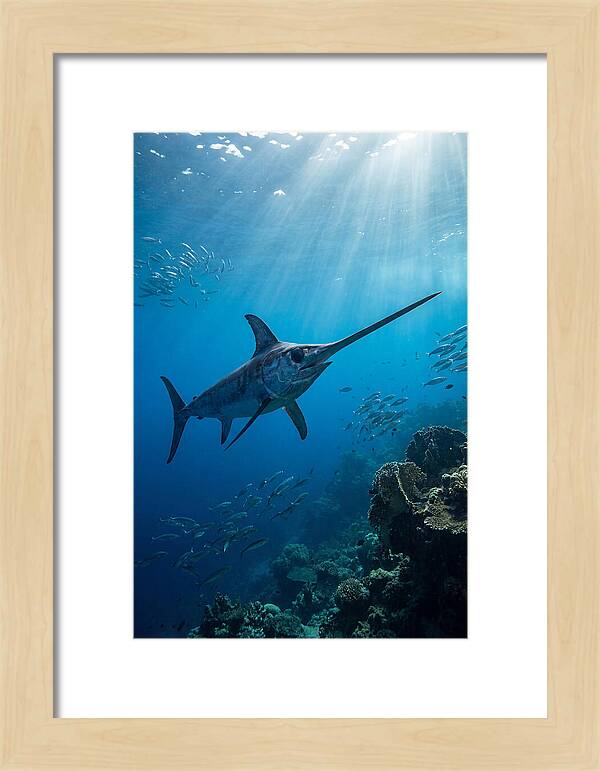 Swordfish Gliding Through Blue Waters
