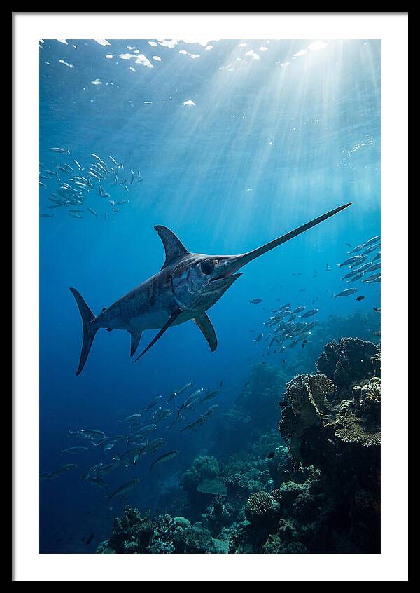 Swordfish Gliding Through Blue Waters
