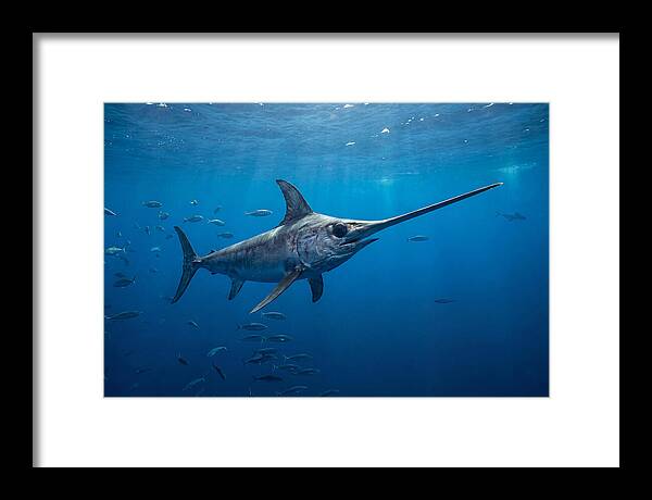 Swordfish Gliding Through Ocean Depths