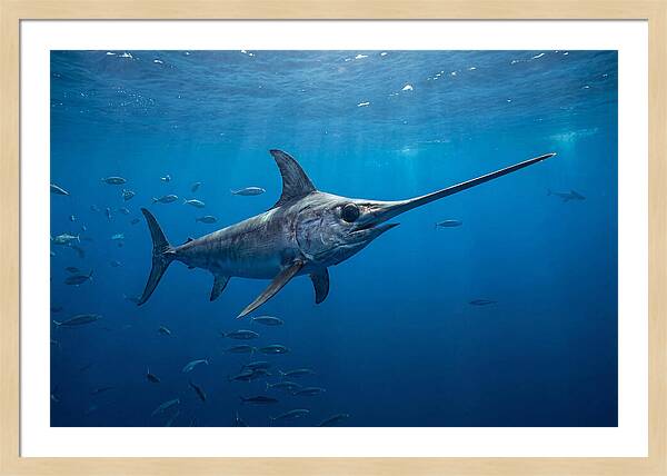 Swordfish Gliding Through Ocean Depths