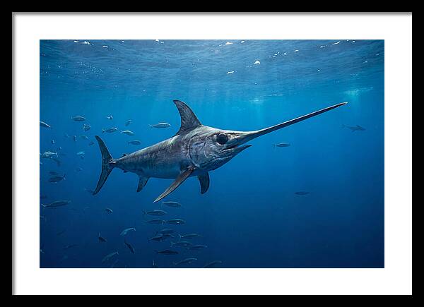 Swordfish Gliding Through Ocean Depths