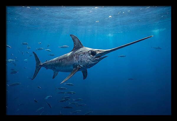 Swordfish Gliding Through Ocean Depths