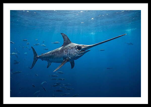 Swordfish Gliding Through Ocean Depths