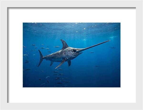 Swordfish Gliding Through Ocean Depths