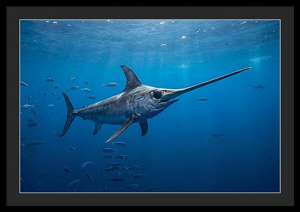 Swordfish Gliding Through Ocean Depths