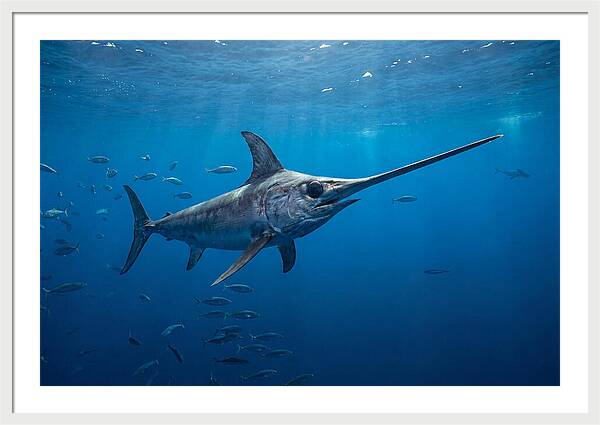 Swordfish Gliding Through Ocean Depths