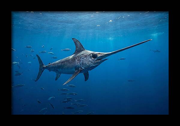 Swordfish Gliding Through Ocean Depths