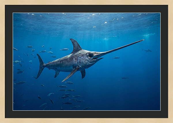 Swordfish Gliding Through Ocean Depths