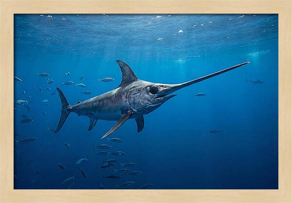 Swordfish Gliding Through Ocean Depths