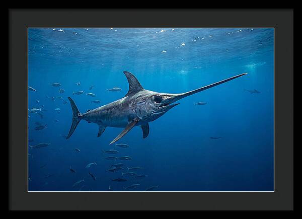 Swordfish Gliding Through Ocean Depths