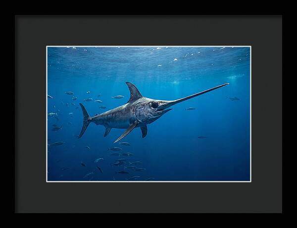 Swordfish Gliding Through Ocean Depths