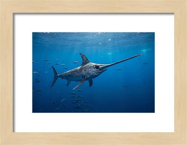 Swordfish Gliding Through Ocean Depths