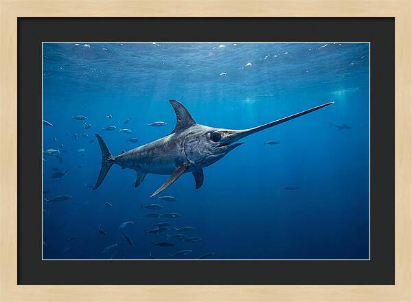 Swordfish Gliding Through Ocean Depths