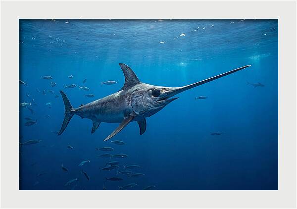 Swordfish Gliding Through Ocean Depths