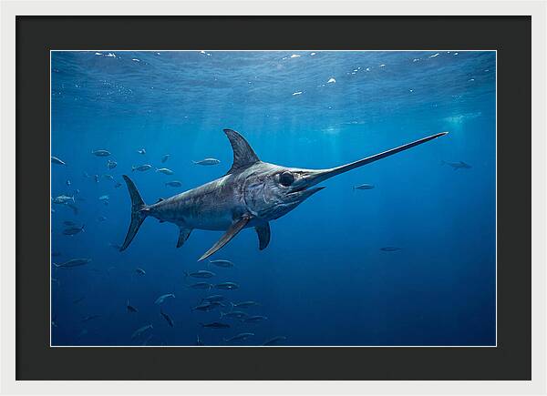 Swordfish Gliding Through Ocean Depths
