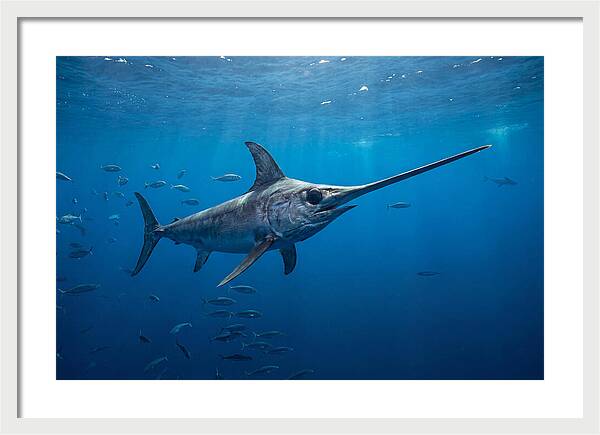 Swordfish Gliding Through Ocean Depths